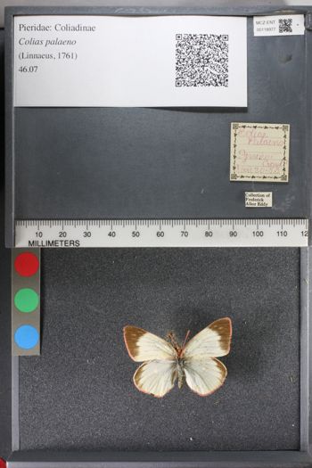 Media type: image;   Entomology 118977